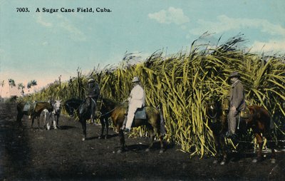 A Sugar Cane Field, Cuba by Unbekannt