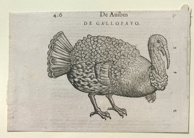 A Turkey, 16th or 17th century by Unbekannt
