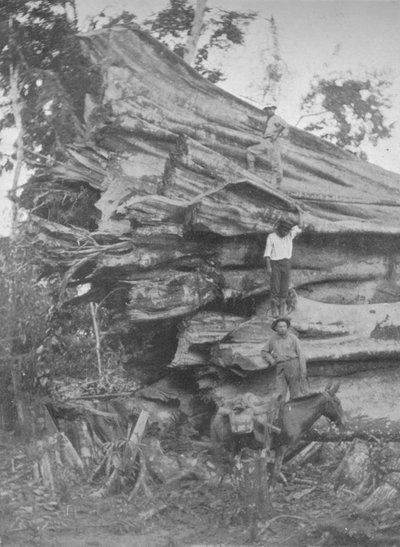 A Big Bit of Brazilian Timber by Unbekannt