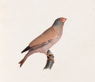 A Colour Illustration of a Bird by Unbekannt