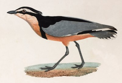 A Colour Illustration of a Bird by Unbekannt