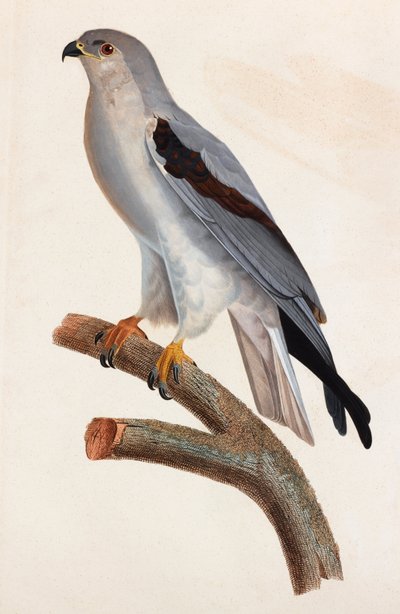 A Colour Illustration of a Grey Bird by Unbekannt