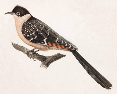 A Colour Illustration of a Grey Bird by Unbekannt