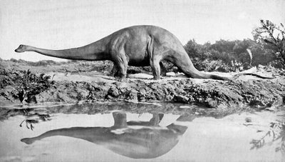 A Diplodocus by Unbekannt