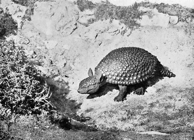A Glyptodon, 20th Century by Unbekannt