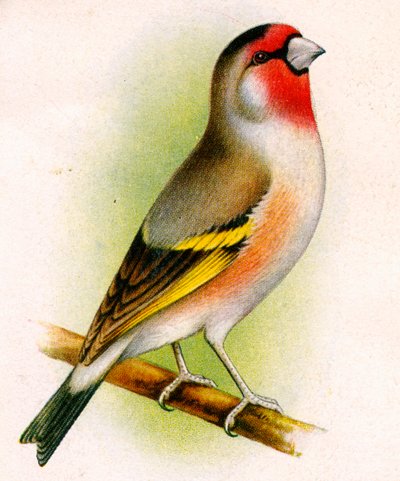A goldfinch-bullfinch hybrid by Unbekannt