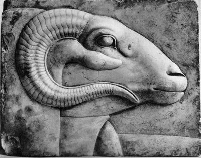 A ram