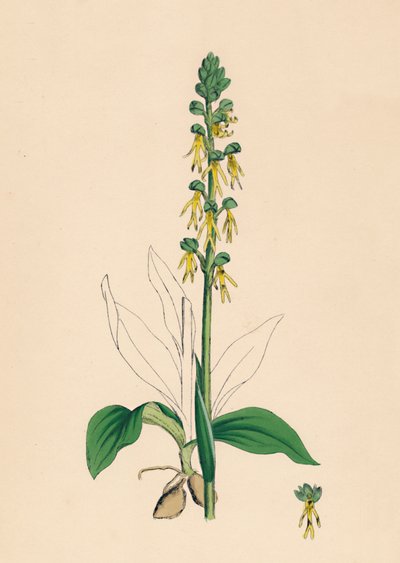 Man Orchis by Unbekannt