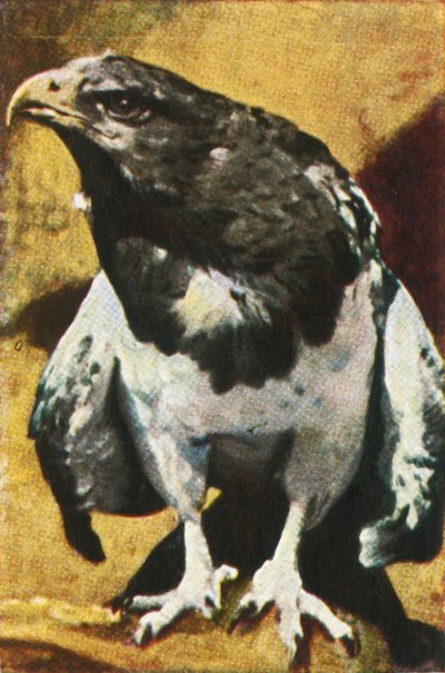 Adult Aguja, c1928 by Unbekannt