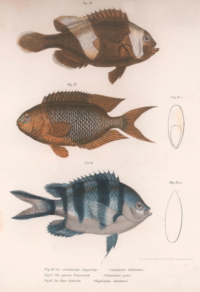 Amphiprion Bifasciatus, Pomacentris Pavo, Glyphisodo by Unbekannt