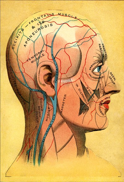 Anatomical chart, the head - Scalp: venous drainage by Unbekannt