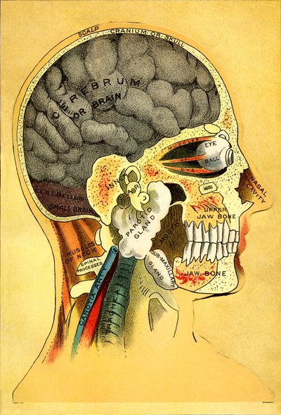 Anatomical chart, the head 1905 by Unbekannt