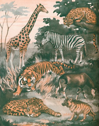 Animals Helped by Spots and Stripes by Unbekannt