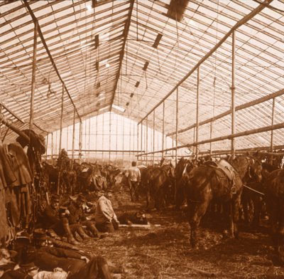 Artillery horses, c1914-c1918 by Unbekannt
