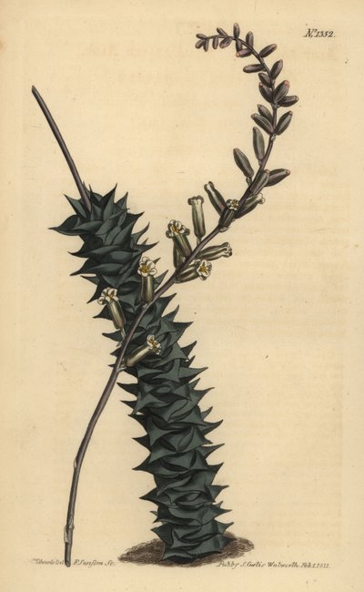 Astroloba foliolosa by Unbekannt