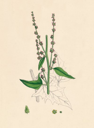 Atriplex Smithii. Smith