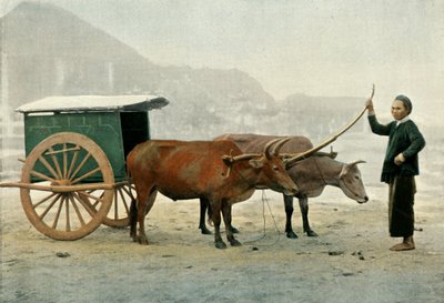 Attelage Annamite, Annamite Yoke, 1900 by Unbekannt