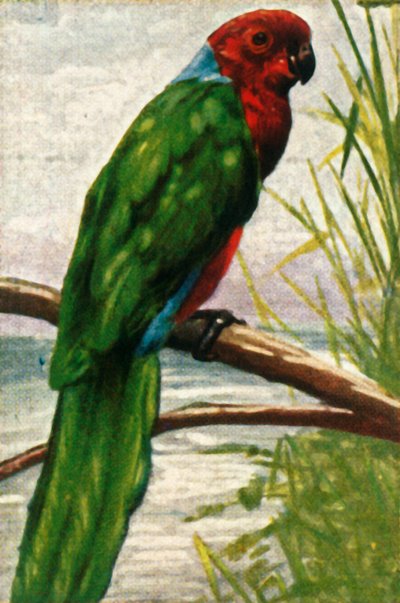 Austral Parakeet, c1928 by Unbekannt