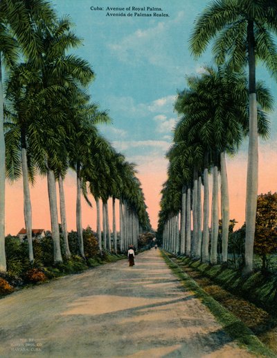 Avenue of Royal Palms, Cuba, c1920 by Unbekannt