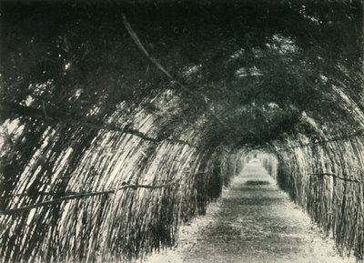 Bamboo Avenue at Barrackpore by Unbekannt