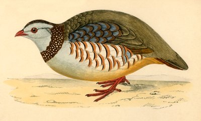 Barbary Partridge by Unbekannt