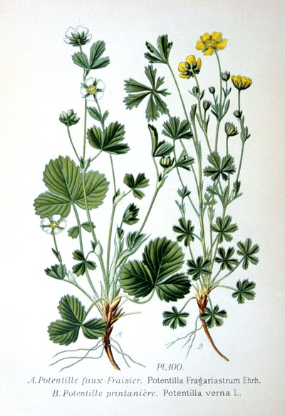 Barren Strawberry and Spring Cinquefoil, 1893 by Unbekannt