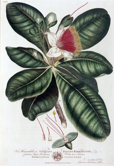 Barringtonia by Unbekannt