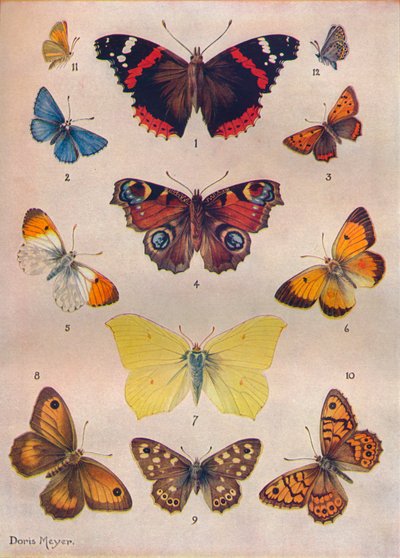 Beautiful Butterflies of the British Isles by Unbekannt