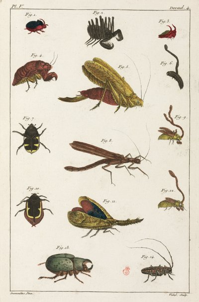 Beetles and Other Insects, South America by Unbekannt