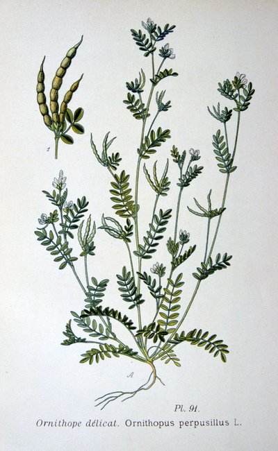 Birds-foot, 1893 by Unbekannt