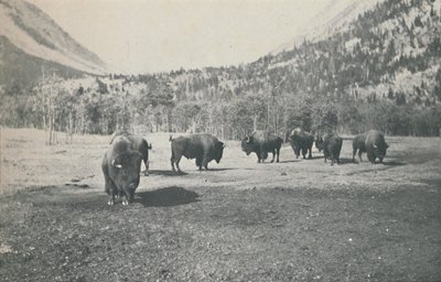 Bison by Unbekannt