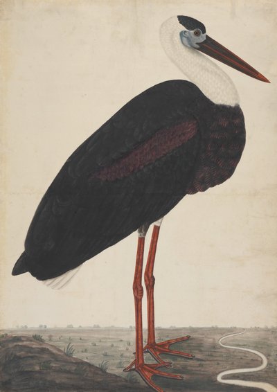 Black Stork in a Landscape by Unbekannt