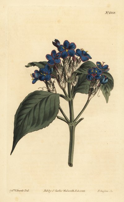 Blue sage, Eranthemum pulchellum by Unbekannt