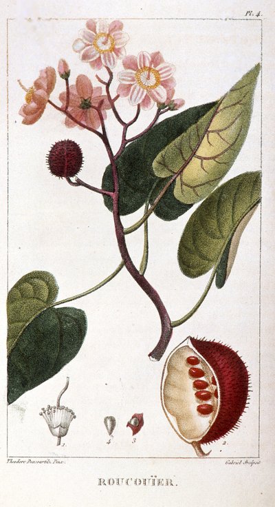 Botanical board/Bixa orellana/Rocuyer by Unbekannt