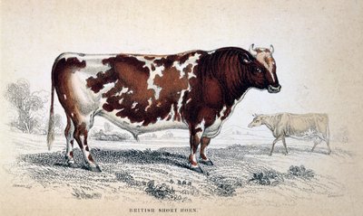 British Short Horn by Unbekannt