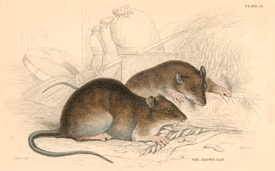 Brown Rat Rattus rattus by Unbekannt