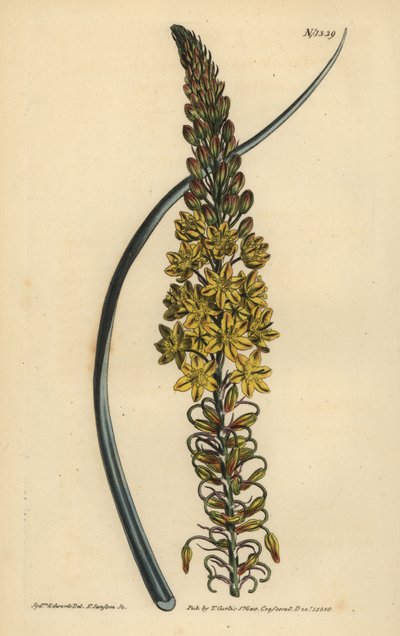 Bulbine asphodeloides (Glaucous leaved anthericum) by Unbekannt