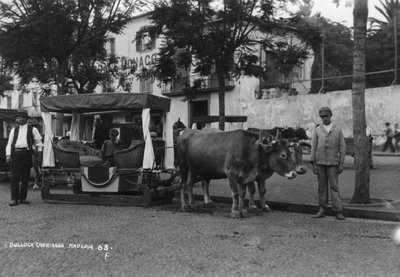 Bullock carriage, Madeira, Portugal by Unbekannt