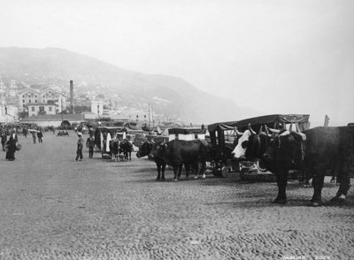 Bullock Carriages, Madeira, Portugal, c1920s-c1930s by Unbekannt