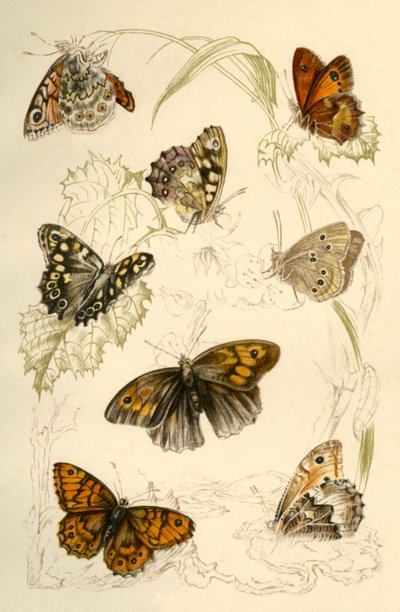 Butterflies by Unbekannt