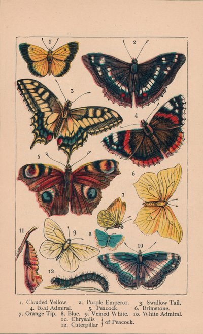 Butterflies by Unbekannt