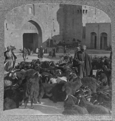 Buying Goats at the Damascus Gate, Jerusalem, c1900 by Unbekannt
