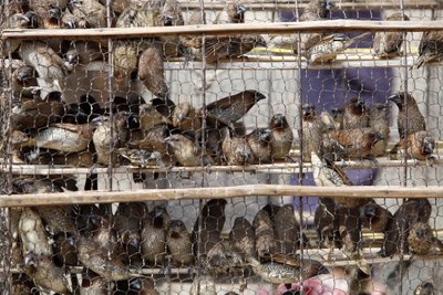 Caged Birds, Udong, Cambodia by Unbekannt
