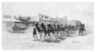 Camel Team, Wilcannia, New South Wales, Australia, 1886 by Unbekannt