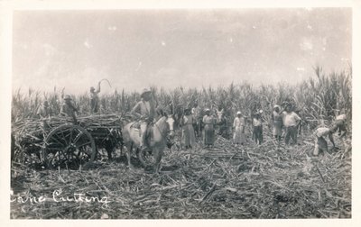 Cane Cutting by Unbekannt