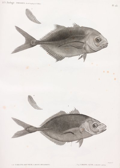 Caranx Sauteur & Caranx Lune by Unbekannt