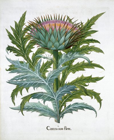 Cardoon, 1613 by Unbekannt