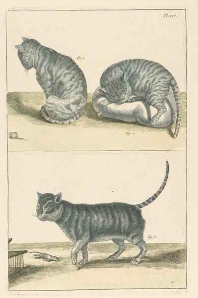 Cats by Unbekannt
