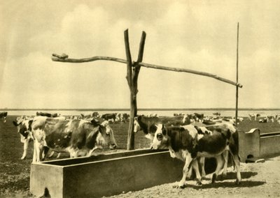 Cattle drinking at a trough, Burgenland, Austria, c1935 by Unbekannt