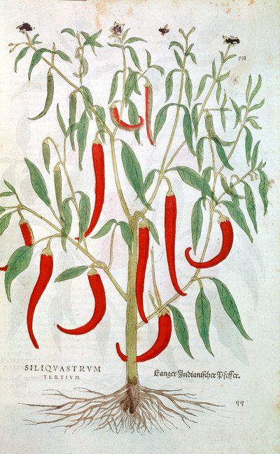 Cayenne Pepper Plant Capsicum, 16th Century by Unbekannt